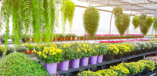 Implementing an Effective IPM Program