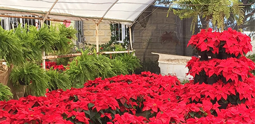 Protecting Poinsettias with Enstar® AQ