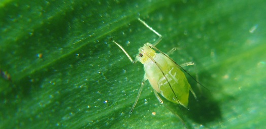 /media/blog/aphid-facts-listing.jpg