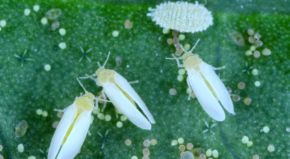 /media/blog/cottom-whitefly.jpg